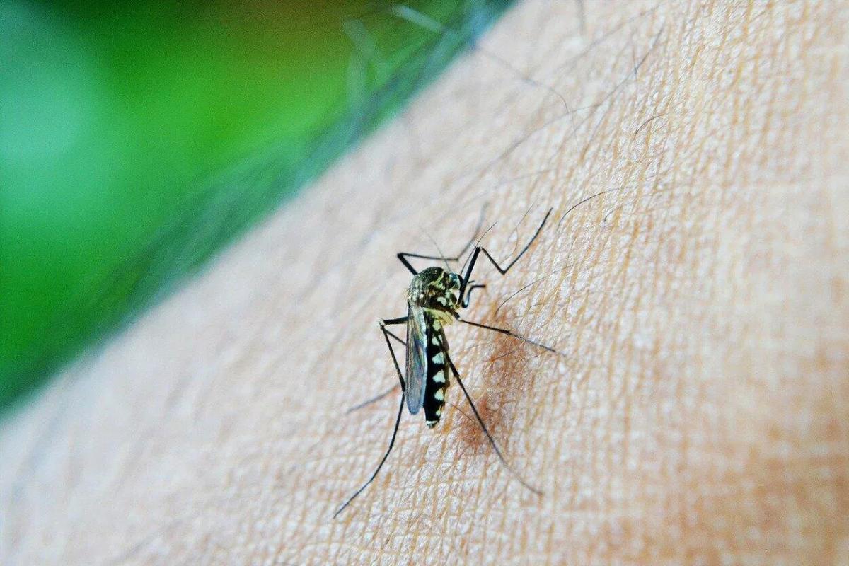 Ученые выпустили с дрона десятки тысяч комаров, зараженных губительными бактериями