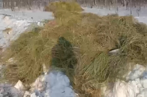 В Новосибирской области из-за миграции косуль соорудили барьеры из сена и снега, чтобы уберечь животных от травм в городе