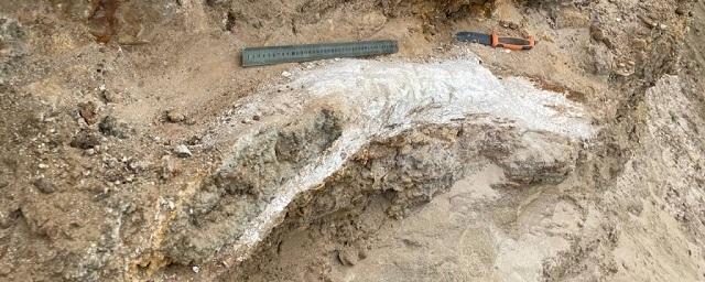 Ставропольский рыбак нашел метровый фрагмент бивня, возможно принадлежавший южному слону
