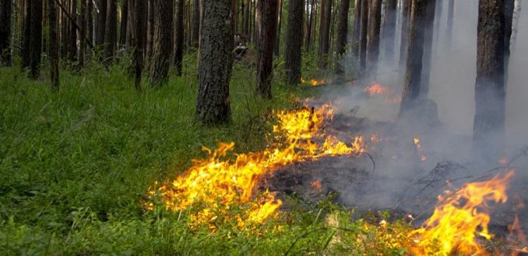 В Волгоградской области ландшафтный пожар охватил 10 га леса
