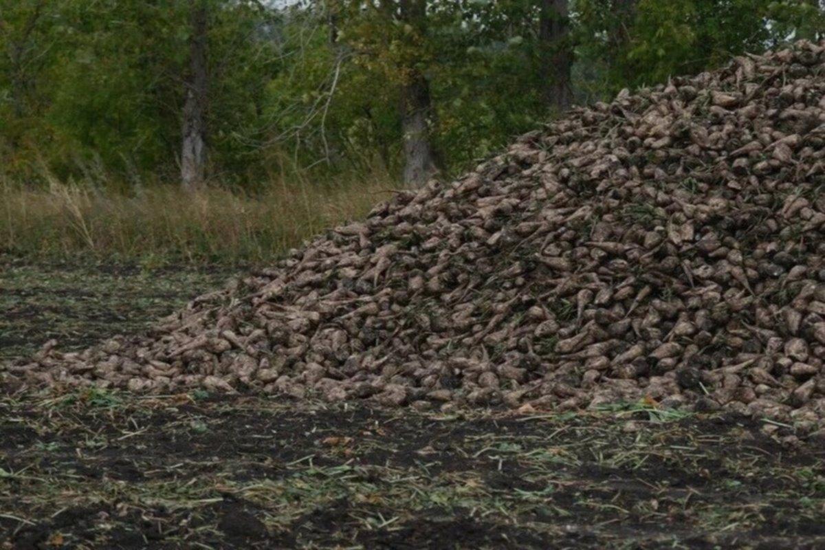 Предприятия Башкирии приступили к переработке сахарной свеклы раньше срока