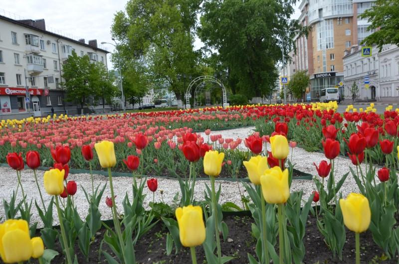 Около 105 тысяч тюльпанов зацветут в Ульяновске к весне 2023 года