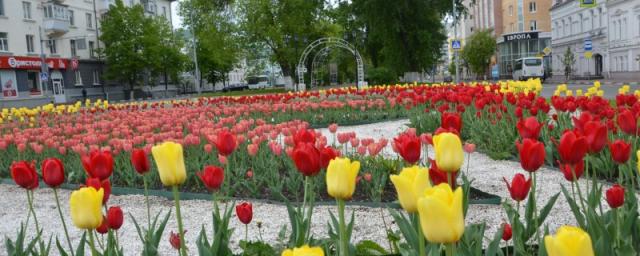 Около 105 тысяч тюльпанов зацветут в Ульяновске к весне 2023 года