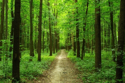 Жителям Курской области запретили ходить в лес