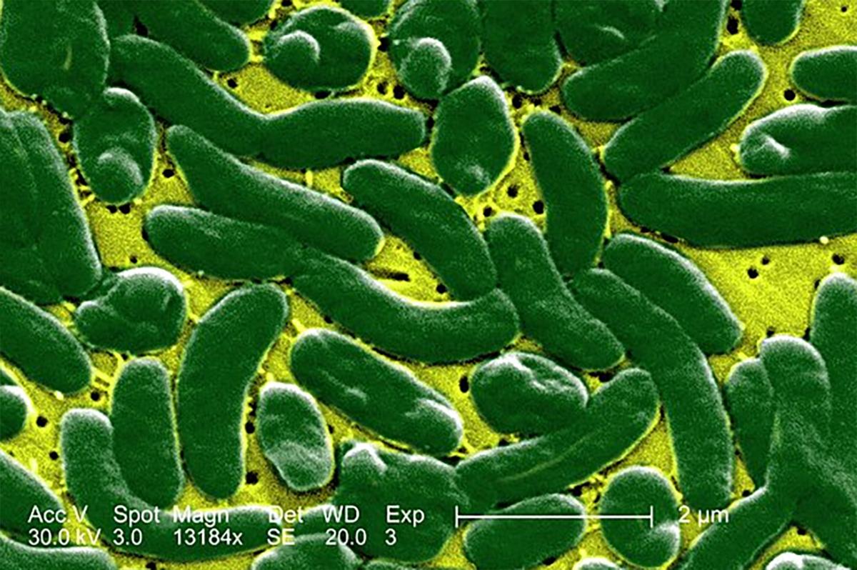 Поедающая плоть бактерия захватила американский штат