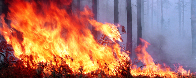 В Томской области за выходные потушили три лесных пожара