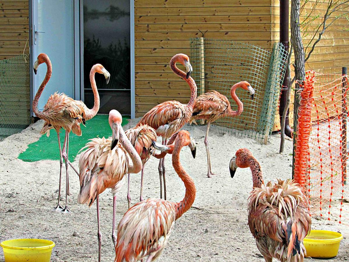 В Новосибирском зоопарке на улицу вышли фламинго и ягуары