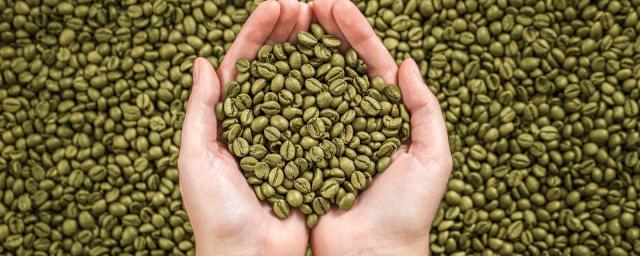 Россиянам рассказали, что такое зелёный кофе и может ли он помочь похудеть