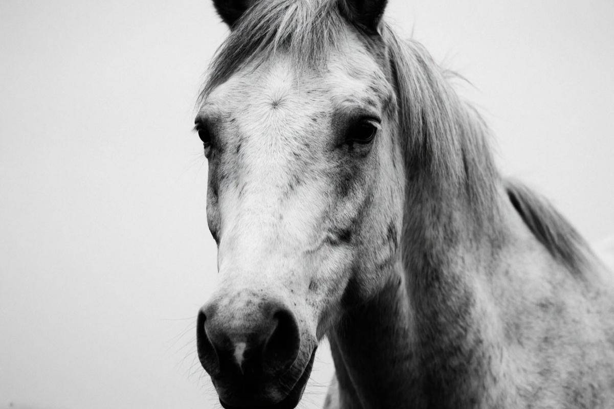 В Волгоградской области расследуют серию отравлений лошадей