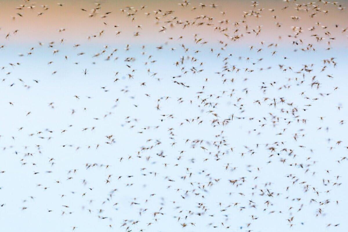 Роспотребнадзор отслеживает ситуацию в России, связанную с лихорадкой чикунгунья