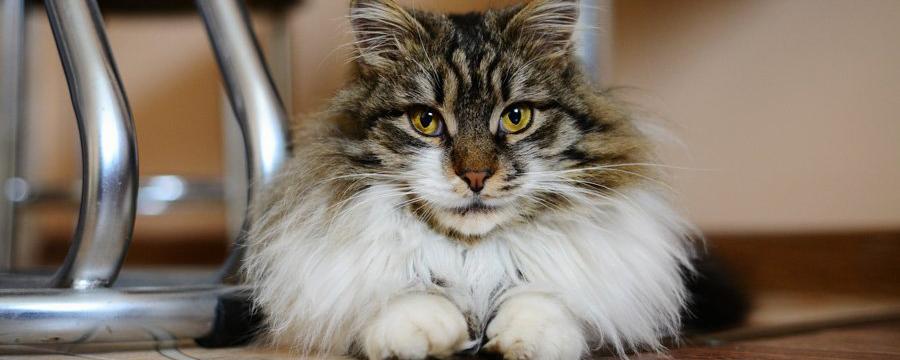 Ученые: Со времен викингов домашние кошки увеличились в размерах на 16%