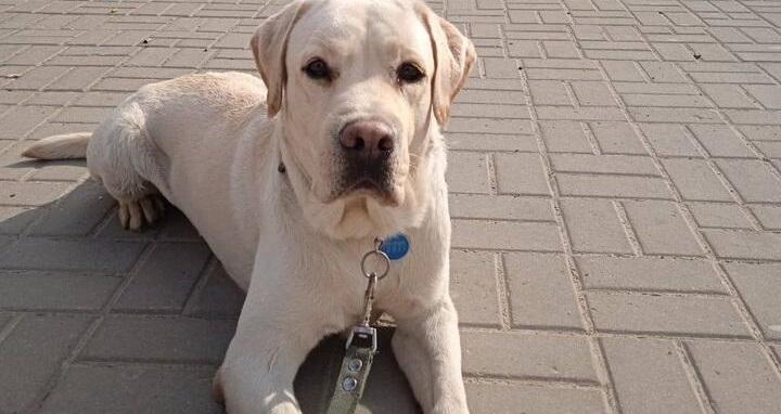 Слабовидящая жительница Краснодара лишилась собаки-поводыря из-за своей агрессии