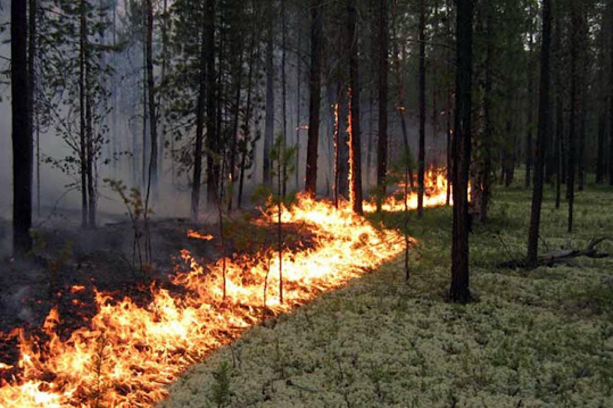 Лесные пожары в Туве: объявлен режим ЧС на всей территории республики