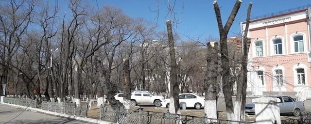 Мэрия Благовещенска раскритиковала обрезку деревьев около ЗАГСа