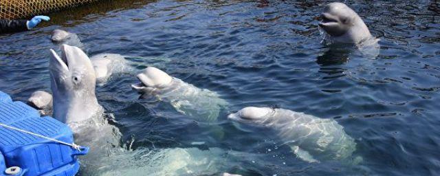 В Приморье ученые обследуют здоровье косаток из «китовой тюрьмы»