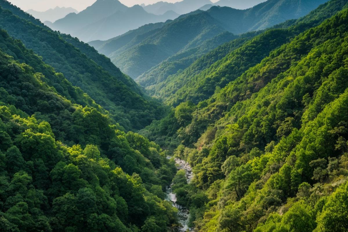 Леса Китая демонстрируют беспрецедентный рост за три десятилетия