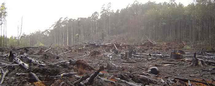 Вырубка лесов влияет на силу и частоту наводнений