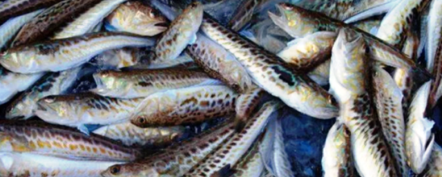 На рыбном заводе в Ленобласти выявлены угроза сибирской язвы и крысы