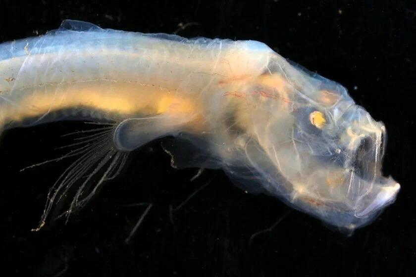 В морских парках Австралии нашли неизвестный вид рыб со страшными светящимися глазами