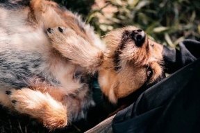 Фестиваль WOOF в поддержку животных из приютов  пройдёт в Москве в 13-й раз!