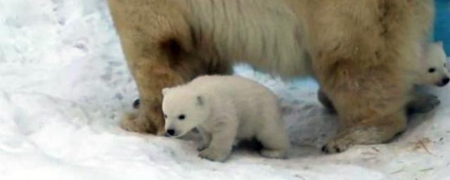 Белые медвежата стали выходить на прогулки в новосибирском зоопарке