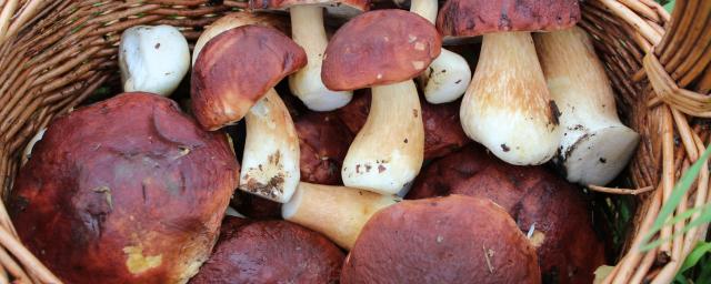 В лесах Новосибирской области начали собирать белые грибы