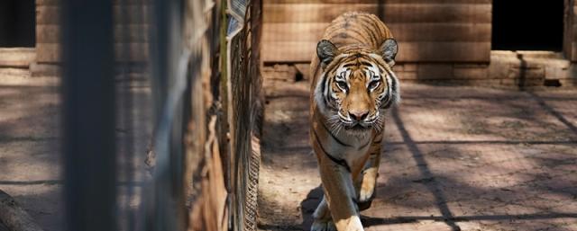 Собянин рассказал о работе Центра реабилитации диких животных в Москве