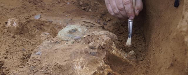 На севере Италии найдены останки лангобарда с ампутированной рукой