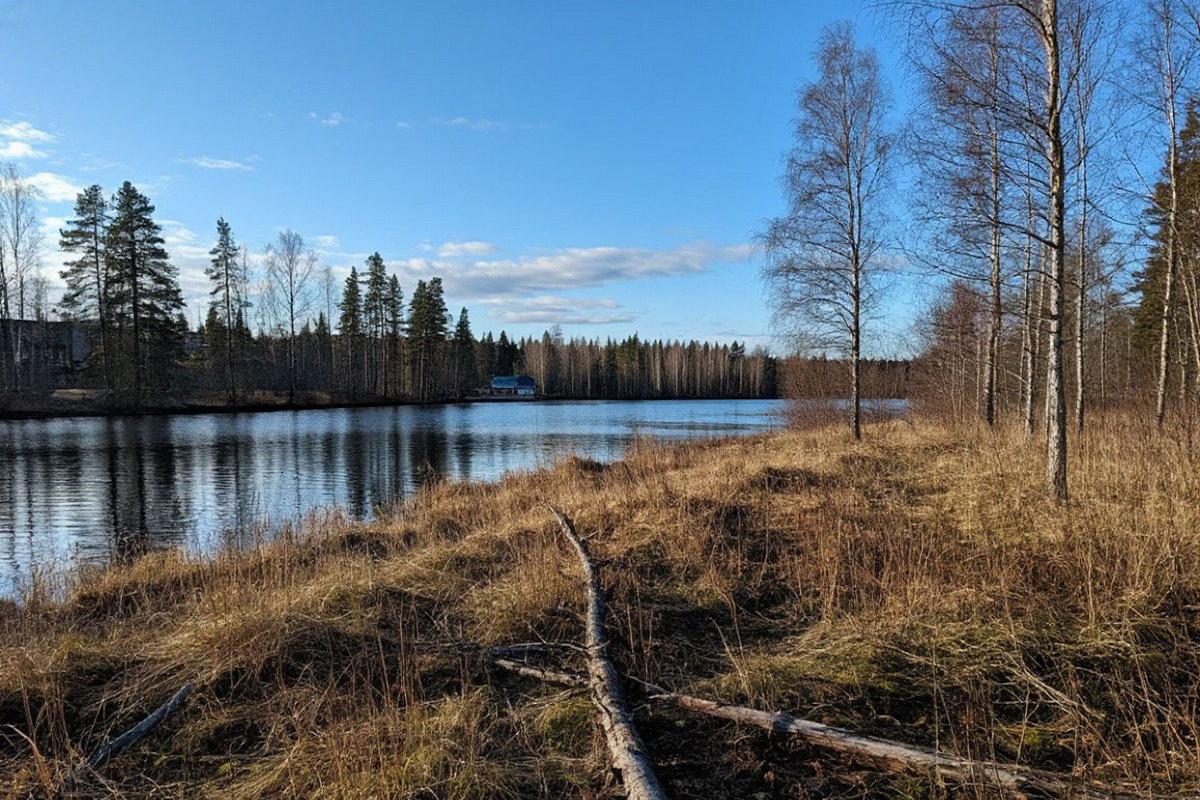 На Ямале компанию обязали выплатить 724 тысячи рублей за незаконную вырубку леса