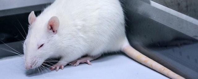 Мыши с напечатанными на 3D-принтере яичниками принесли потомство