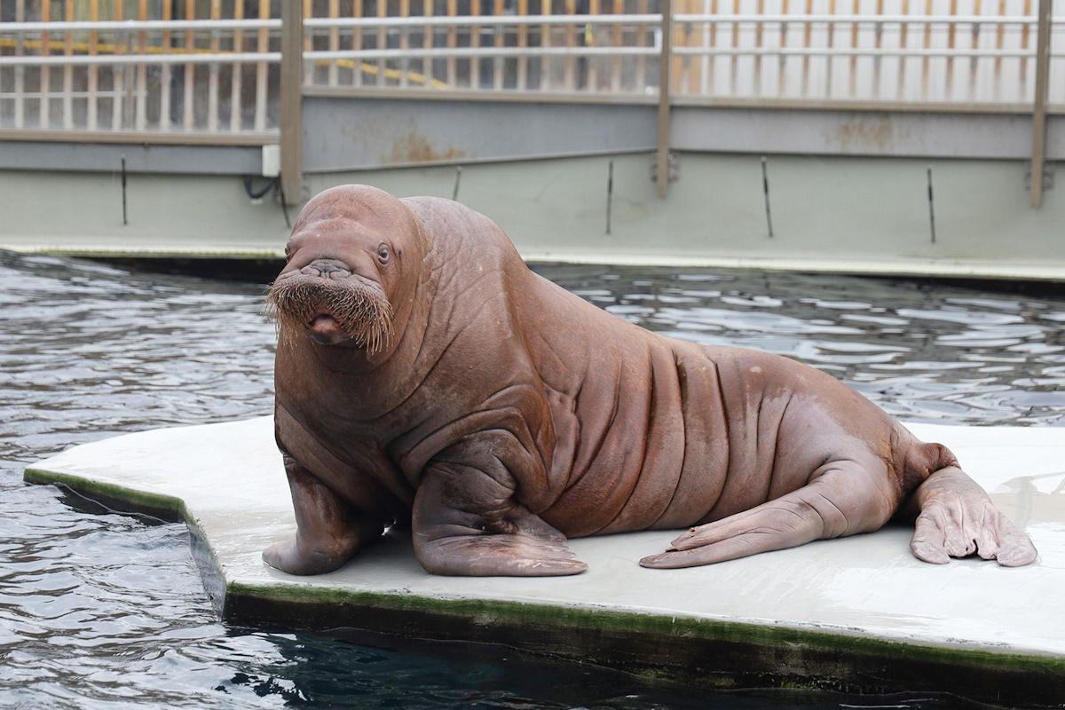 Московский зоопарк установил мировой рекорд по числу представленных в нем видов животных