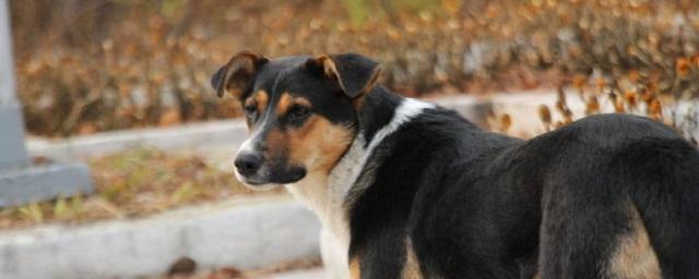 В Астрахани провели отлов более 1230 бродячих собак с начала года