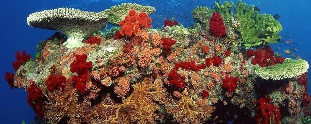 В Австралии обнаружили коралловый риф, высотой выше Эйфелевой башни