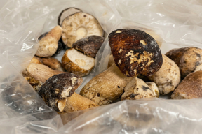 В замороженных белых грибах из Алтайского края выявили превышение ртути