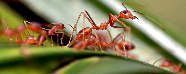 Ученые рассказали, как двуустка превращает муравьев в зомби