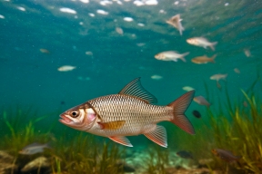 Обмеление Каспия и маловодье Волги поставили под угрозу рыбу на Нижней Волге