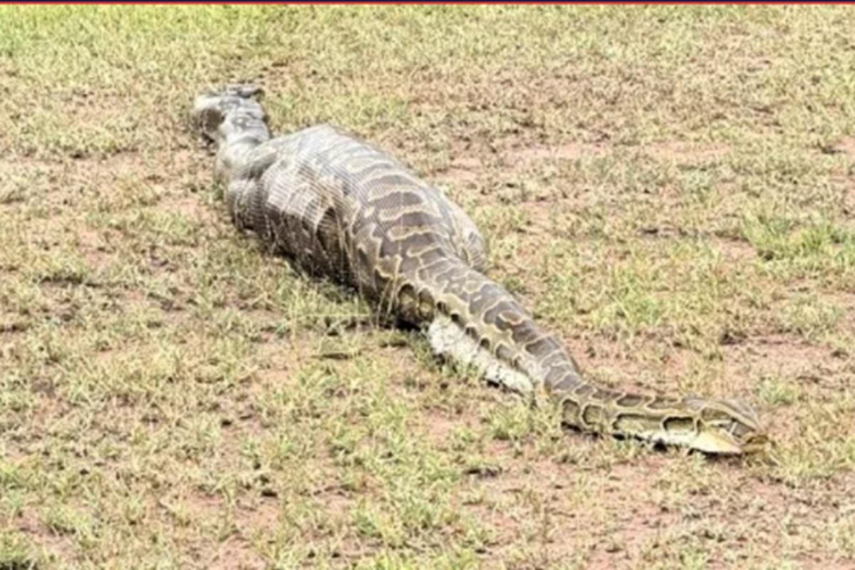 В Танзании огромный питон проглотил антилопу