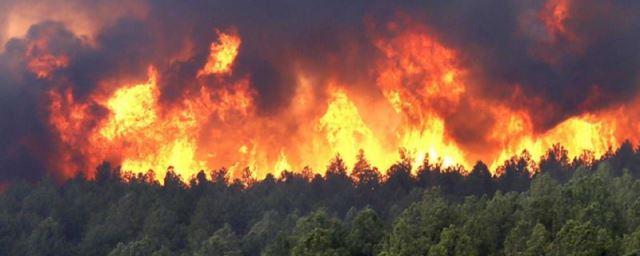 Жертвами лесных пожаров в Испании и Португалии стали 35 человек