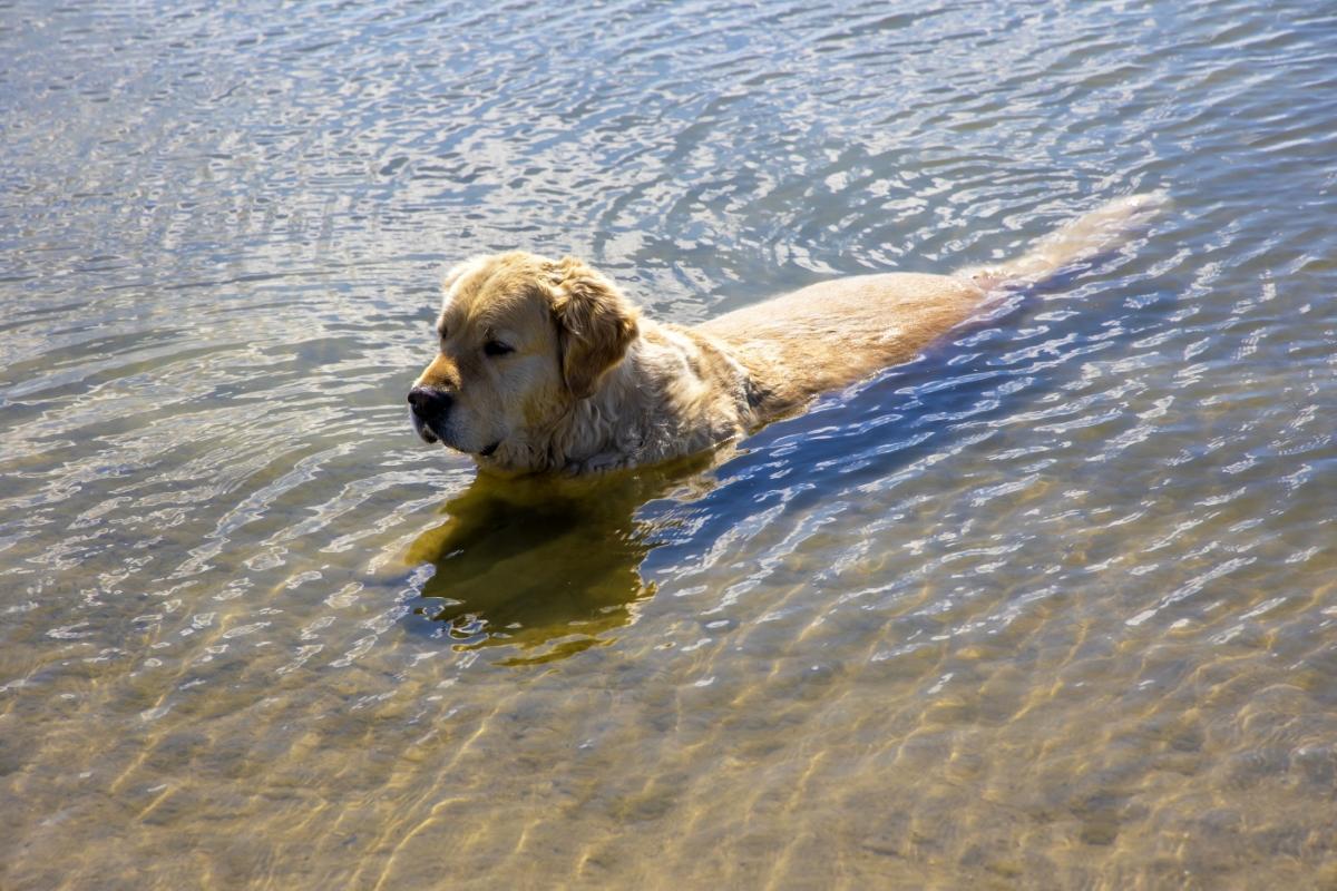 Челябинцам рассказали об опасности купания в местах, куда скот приходит на водопой