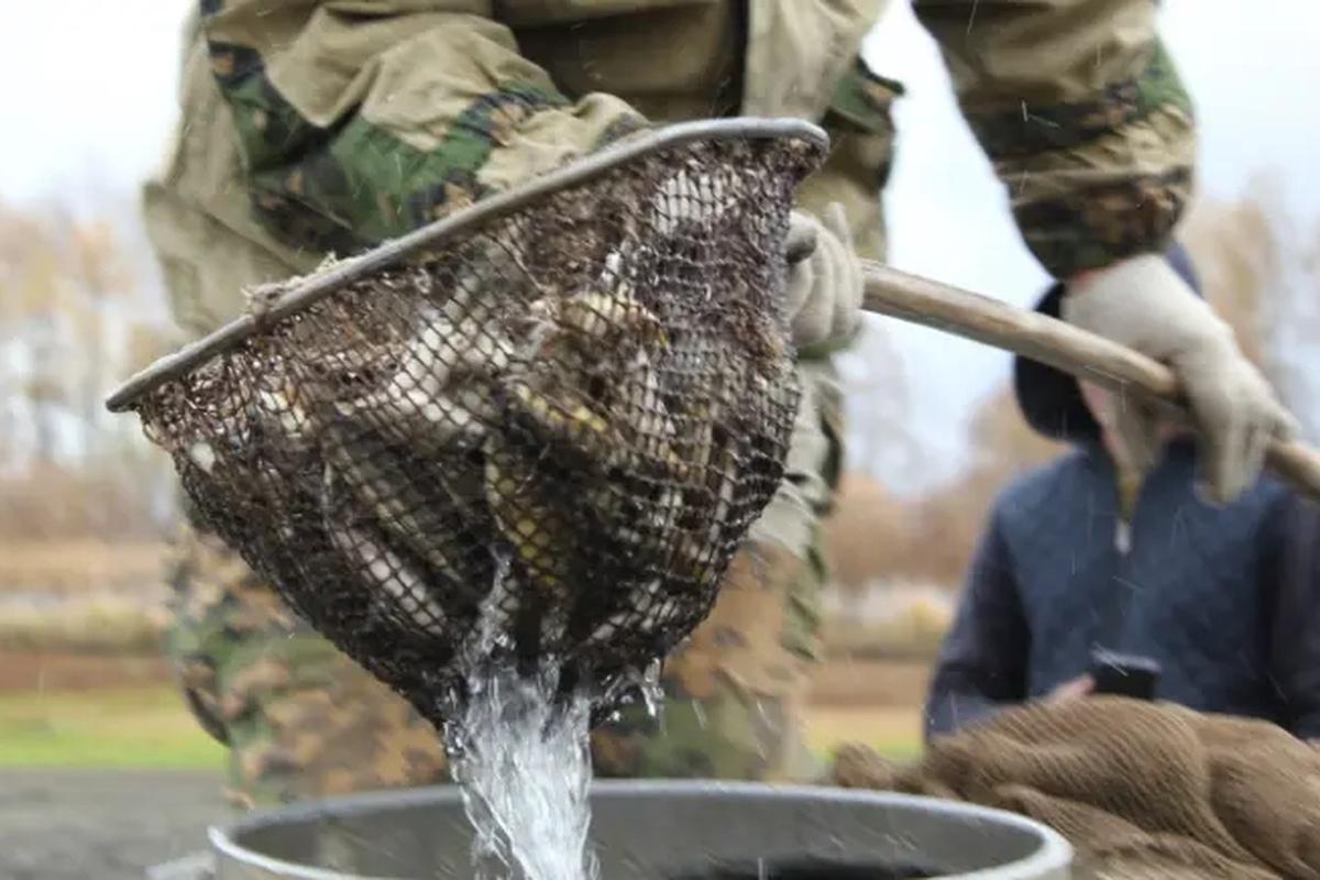 Более двух тысяч рыб выпустили в пруд Серебрянка для укрепления экосистемы