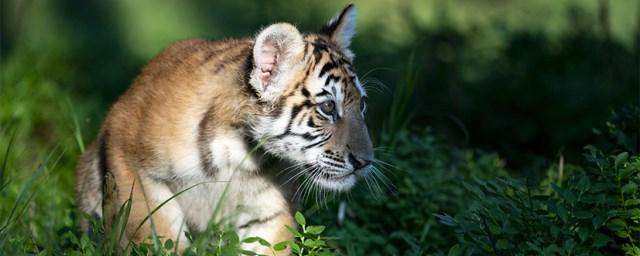Rare Amur tigers were born in Moscow zoo