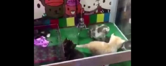 В Китае появился автомат с живыми котятами вместо игрушек