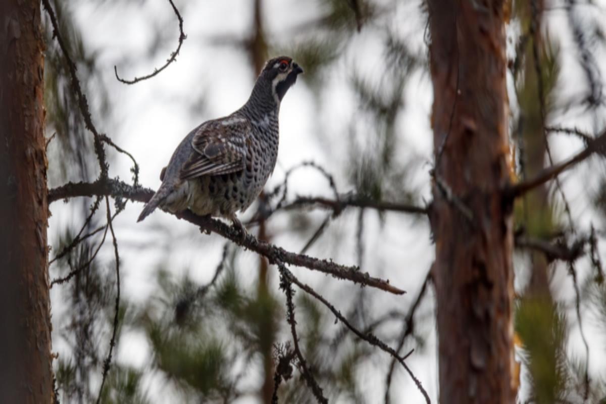 Красная книга Карелии пополняется исчезающими видами пернатых