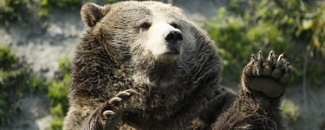 Житель Аляски неделю отстреливался от медведя и был спасен