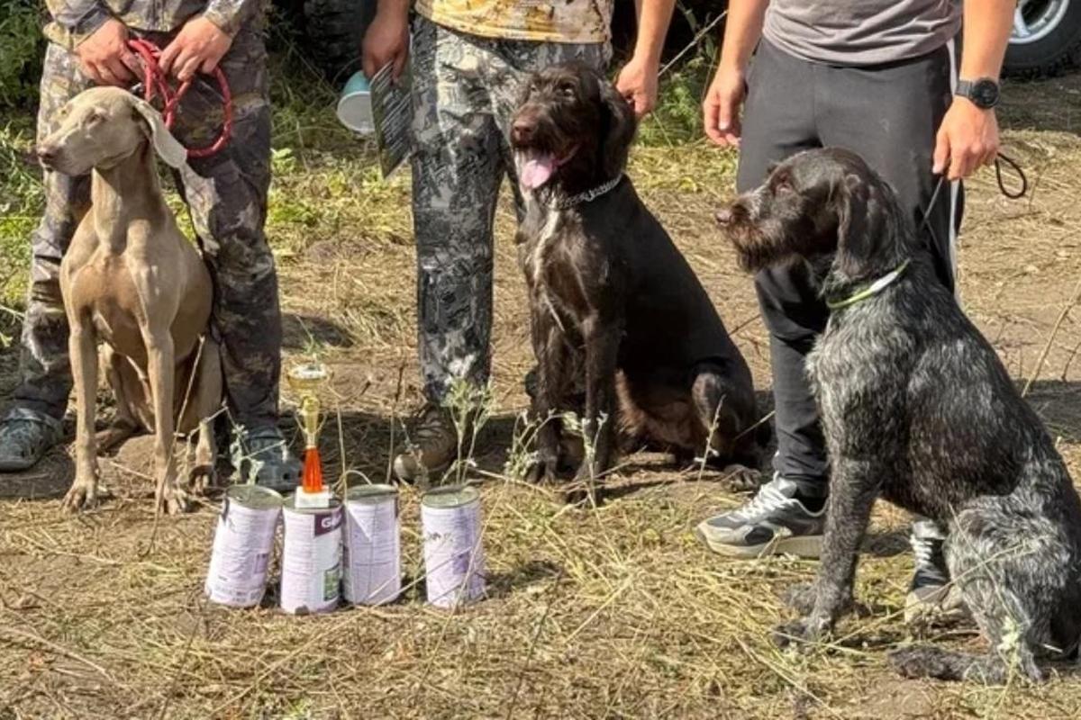 Дратхаар из Мордовии стал победителем межрегиональных состязаний