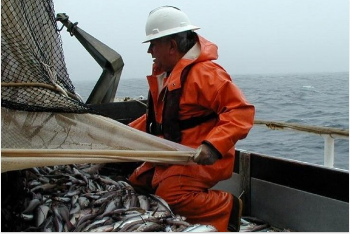 В Чукотке планируют увеличить улов лососей на 30% в 2025 году