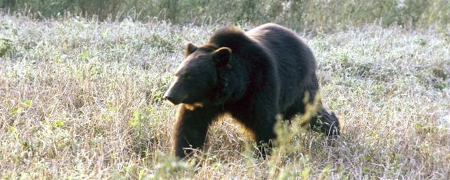 В Ивановской области вблизи жилых домов стали появляться медведи