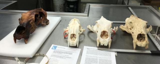 Ученые нашли загадочный череп гигантского медведя