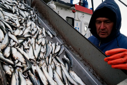 Why fish prices have risen sharply in the West has become known