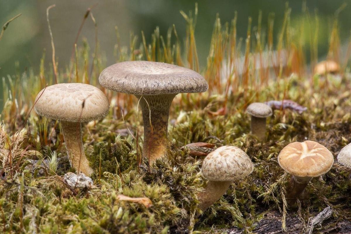 Российские и китайские ученые рассказали, как трутовые грибы могут бороться с раком